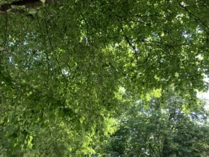 Skyward shot of thick tree branches filled with green leaves.