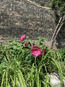 Pink flowers growing right next to a brick building.