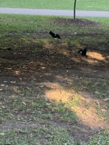 Young black squirrels sitting on a patch of grass in a park looking for food. 