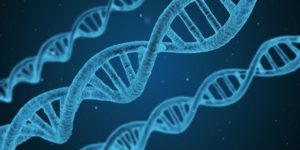three strands of DNA