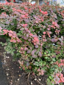 A bush whose leaves are beginning to change from green to red