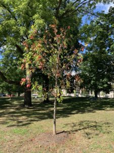 A sapling whose leaves are 70% green, 30% red.