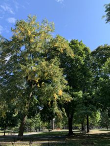 A humongous tree whose leaves have just begun to turn yellow. 