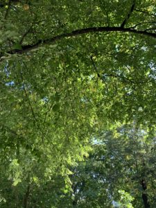 A thick, green canopy of leaves under a blue sky
