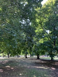 A park filled with green, lush trees. 