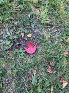 A red leaf lying on the ground. 