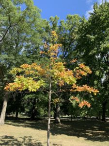 A tree that is more than 50% turned into its autumn colours 