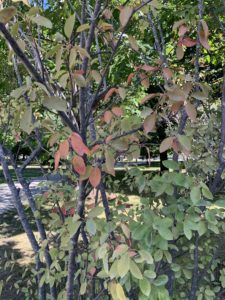 A bush whose leaves have begun to turn red. 