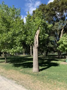 A tree that had half of its leaves shorn off in last winters storm now growing strong in september