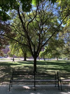 A bare tree against a green one