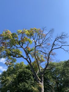 A tree with one-third bare branches, one-third red branches, and one-third green leaves still on it. 