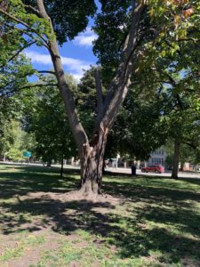 A tree that lost a third of its branches. It's remaining branches are drooping, and the trunk looks like it will split in half