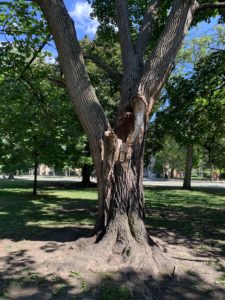 Close-up shot of a badly damaged trunk of tree with deep cracks in it. 