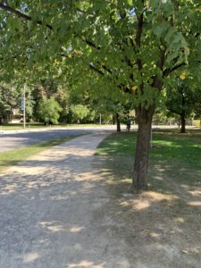 A tree-lined running path in a park. 