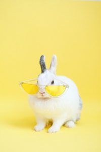 White rabbit wearing yellow sunglasses