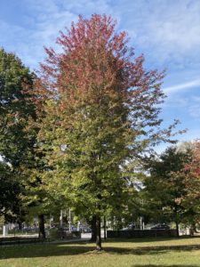 A tree whose leaves are red on the topmost branches and still green on the bottom ones. 