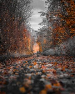 Close-up shot of a leaf-littered autumn path. Both sides of the path are surrounded by trees and bushes that are still half-full with their autumn leaves and colour. 