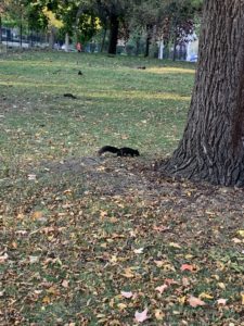 A park where several black squirrels are collecting nuts off of the forest floor. 