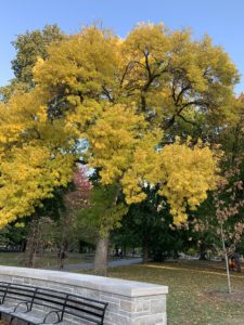 A tree bursting with bright yellow leaves in October. 