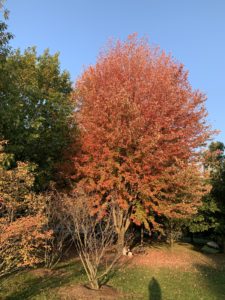 A maple tree filled with bright red leaves on a cloudless October day. 