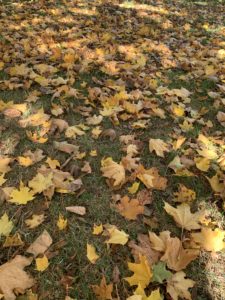 Dozens of leaves lying on a grassy patch of land. 