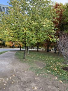 A somewhat damp running trail at a park. It is flanked by trees whose leaves are just beginning to turn from green to yellow