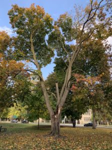 A tree that lost a third of its branches in a 2020 winter storm has begun to turn orange for the autumn 2020 season. 