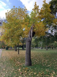 A tree that lost half of its branches and some of its trunk in a 2020 storm has begun to change from green to yellow autumn leaves. 
