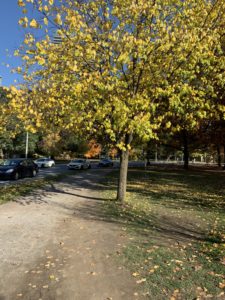 Snapshot of a yellow autumn tree next to a dirt running trail at a park. 