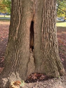A friendly hole in the trunk of a tree. 