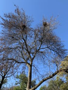 Mostly bare autumn tree with three birds nests in it