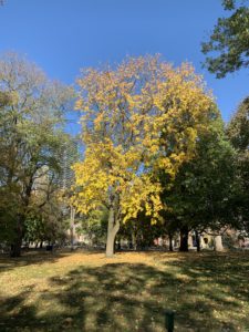 A tree filled with yellow autumn leaves that are glowing in the sunlight as they slowly drop to the ground. 