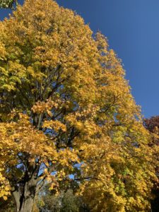 an autumn tree covered in bright yellow leaves
