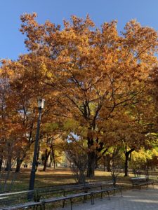 Trees filled with gorgeous red autumn leaves. 