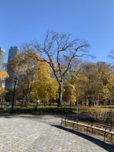 A large, bare autumn tree flanked by trees that still have some leaves attached to them. 