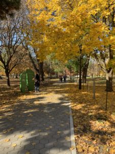 A cobbled path in a park that is lined by bright yellow trees in their full autumn splendour. 