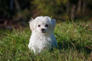 a white maltese puppy sitting in a field of grass