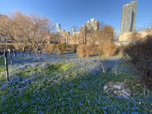 A city park landscape. The grass is green and covered in blue flowers. The bushes are just beginning to turn green, and the trees still look bare. 