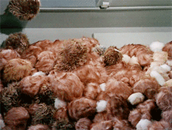 Captain Kirk slowly emerging from a large pile of tribbles 