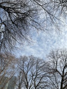 Skyward shot of tree branches against a cloudy sky