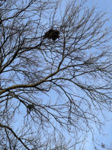 Two bird nests in the bare branches of a dormant tree. 
