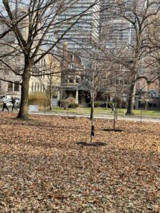 A squirrel climbing up a sapling that has gone dormant for the winter. 