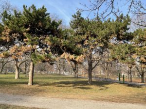 A small patch of evergreen trees in a park. 