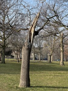 A tree that lost half of its branches and a big chunk of its trunk in an early 2020 winter storm. It's dormant now. 