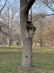 A black squirrel sitting on top of a knot of a tree.