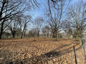 A landscape shot of trees in a park who have all lost their leaves and gone dormant.