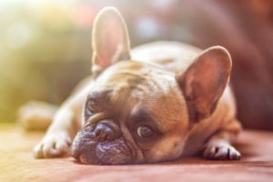 A bulldog lying on the ground while looking up expectanctly at the viewer