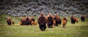 A herd of bison walking on a plain 