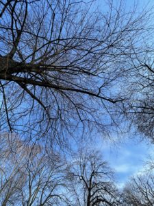 A skyward shot of bare tree branches against an overcast but somewhat blue sky