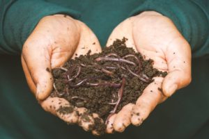 cupped hands holding soil and earthworms 